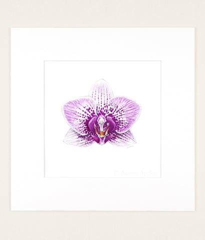 Phalaenopsis cv 2 - Original Watercolor