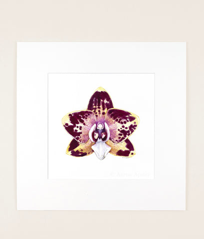Phalaenopsis cv 3 - Original Watercolor