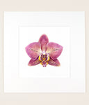 Phalaenopsis Leco Fantastic - Original Watercolor