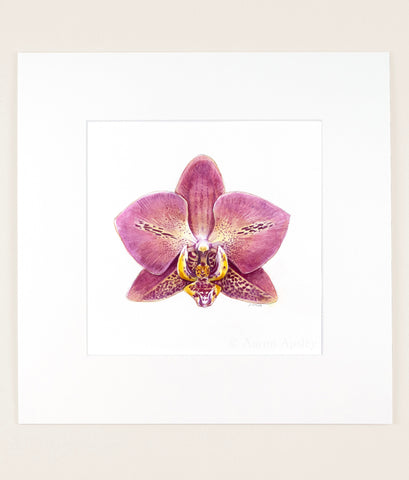 Phalaenopsis Leco Fantastic - Original Watercolor