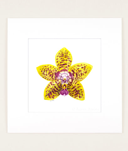 Phalaenopsis Orchid World - Original Watercolor