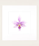 Phalaenopsis x veitchiana - Original Watercolor