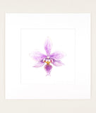 Phalaenopsis x veitchiana - Original Watercolor