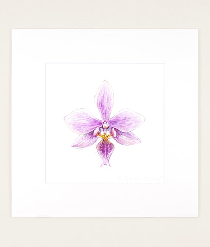 Phalaenopsis x veitchiana - Original Watercolor