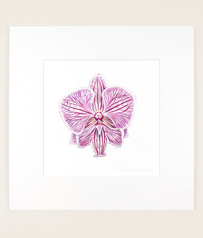 Phalaenopsis Chi Yueh Four Peace - Original Watercolor