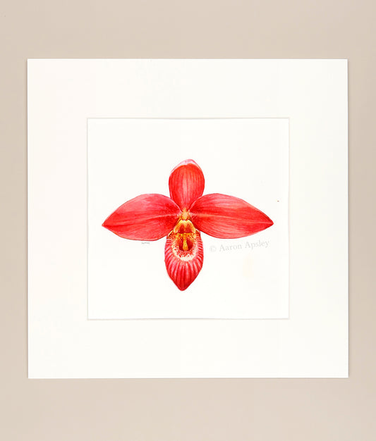 Phragmipedium besseae - Original Watercolor
