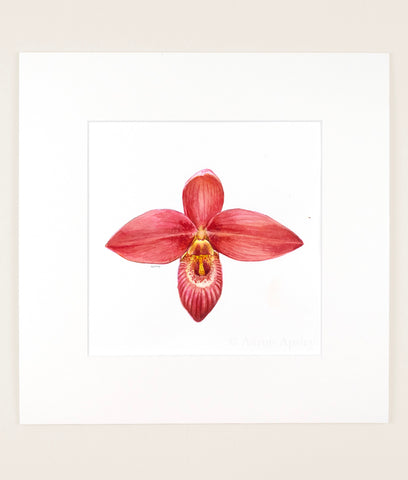 Phragmipedium besseae - Original Watercolor