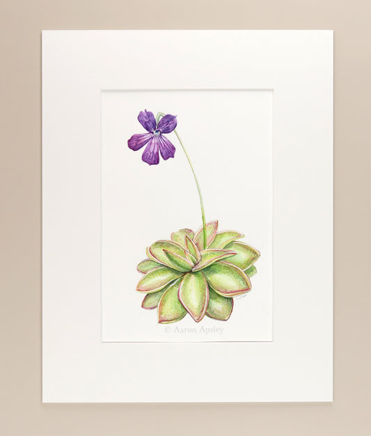 Pinguicula 'Seductora' - Original Watercolor