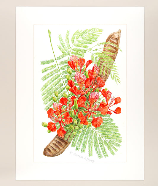 Royal Poinciana - Original Watercolor