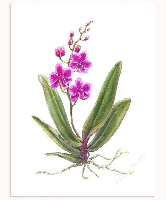 Phalaenopsis Queen Beer Print