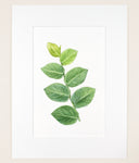 Rhaphidophora hayi - Original Watercolor