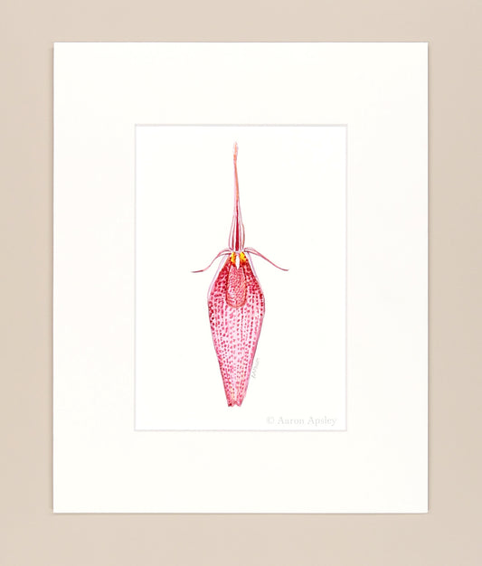 Restrepia guttulata - Original Watercolor