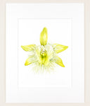 Rhyncholaelia digbyana - Original Watercolor