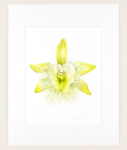 Rhyncholaelia digbyana - Original Watercolor