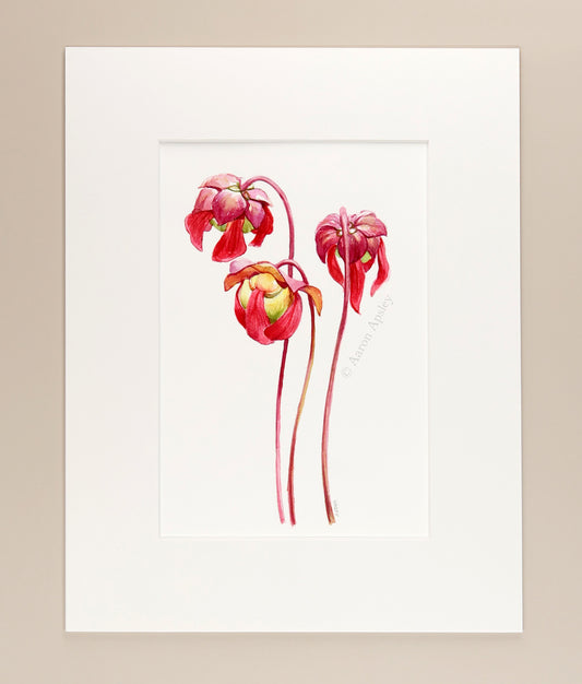 Sarracenia flowers - Original Watercolor