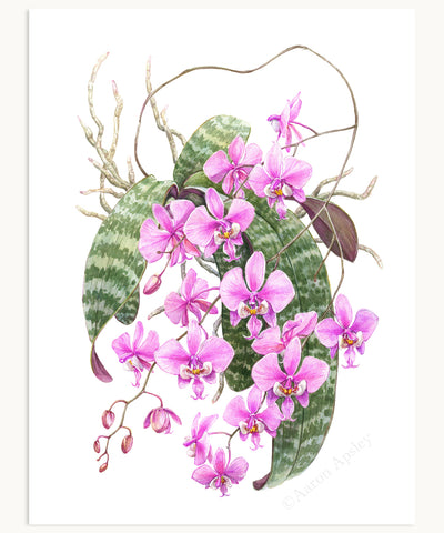 Phalaenopsis schilleriana Print