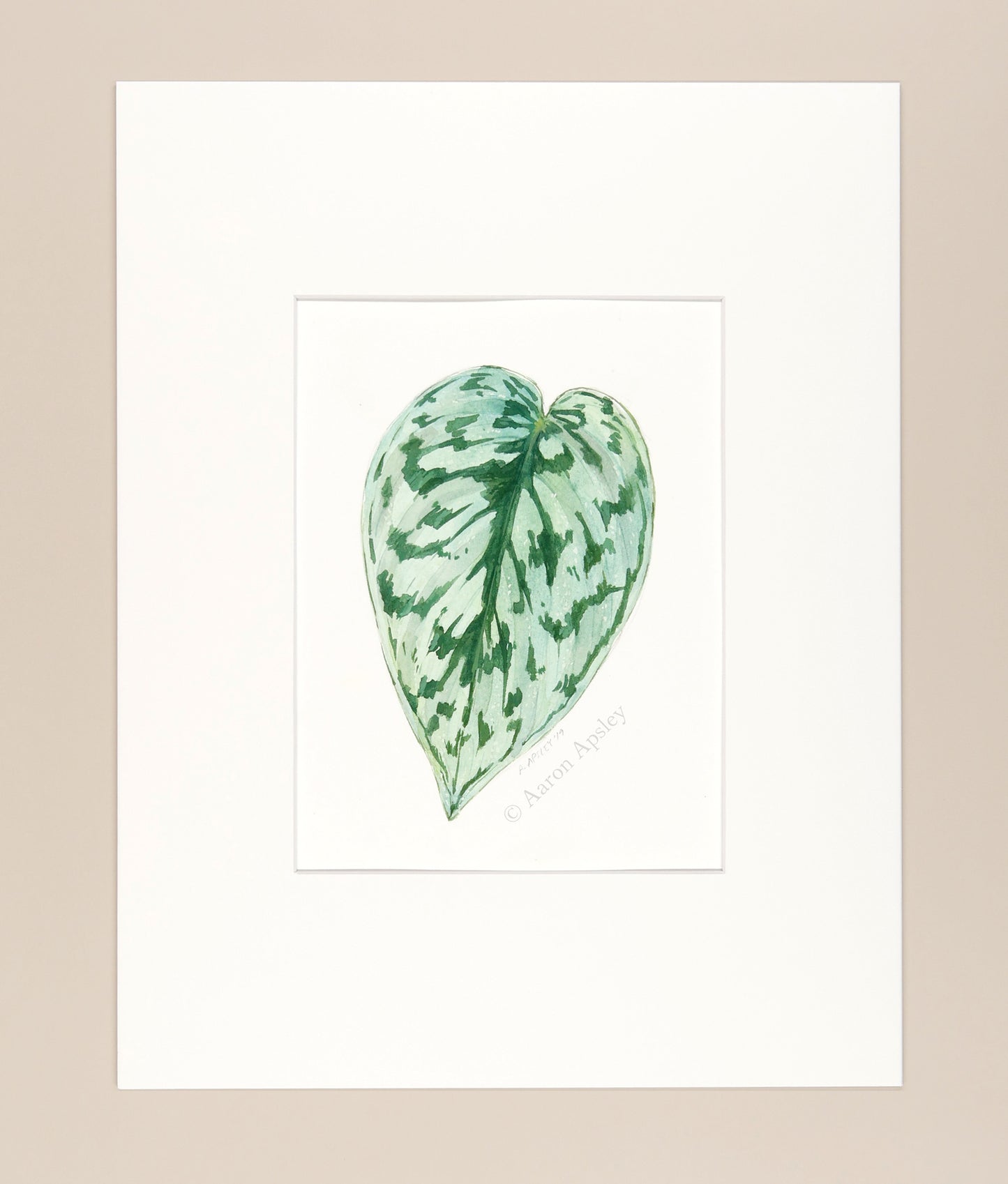 Scindapsus pictus 'Silver Lady' - Original Watercolor
