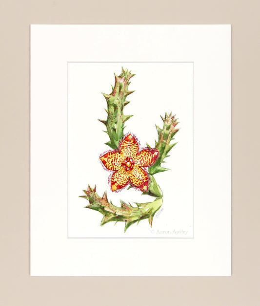 Orbea variegata - Original Watercolor