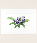 Streptocarpus - Original Watercolor