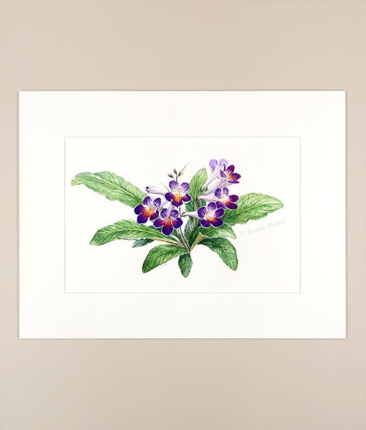 Streptocarpus - Original Watercolor