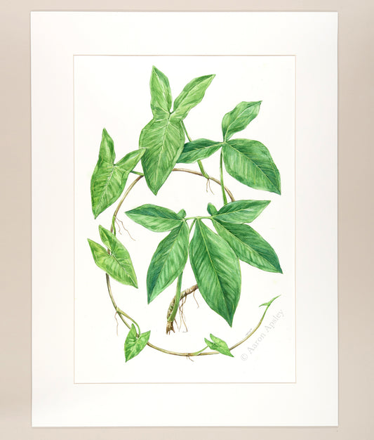 Syngonium podophyllum - Original Watercolor