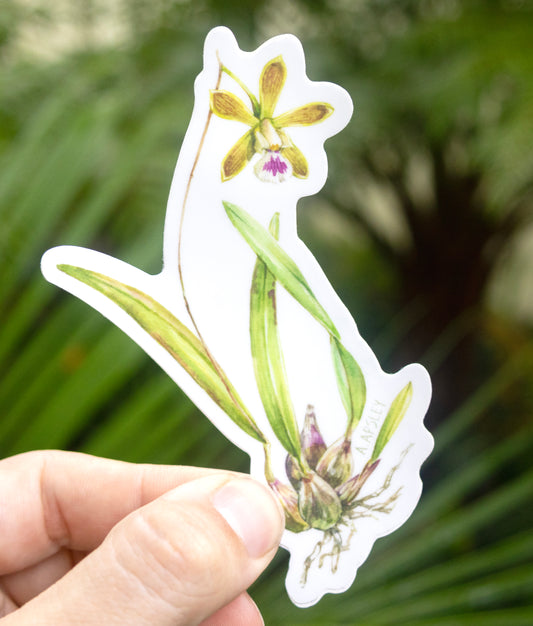 Encyclia tampensis Sticker