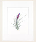Tillandsia aeranthos - Original Watercolor