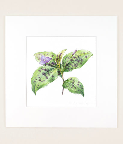 Tinantia pringlei - Original Watercolor
