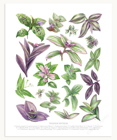 Tradescantieae Species Print - Small