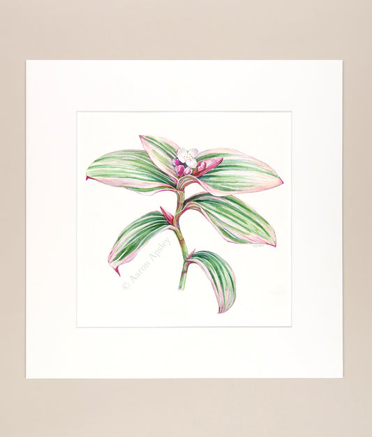 Tradescantia 'Nanouk' - Original Watercolor