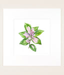 Tradescantia 'Blushing Bride' - Original Watercolor