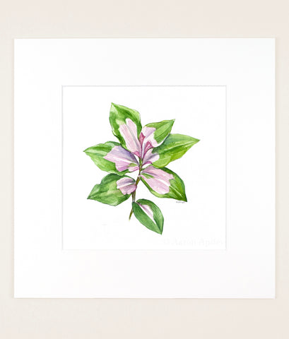 Tradescantia 'Blushing Bride' - Original Watercolor