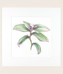 Tradescantia 'Nanouk' - Original Watercolor