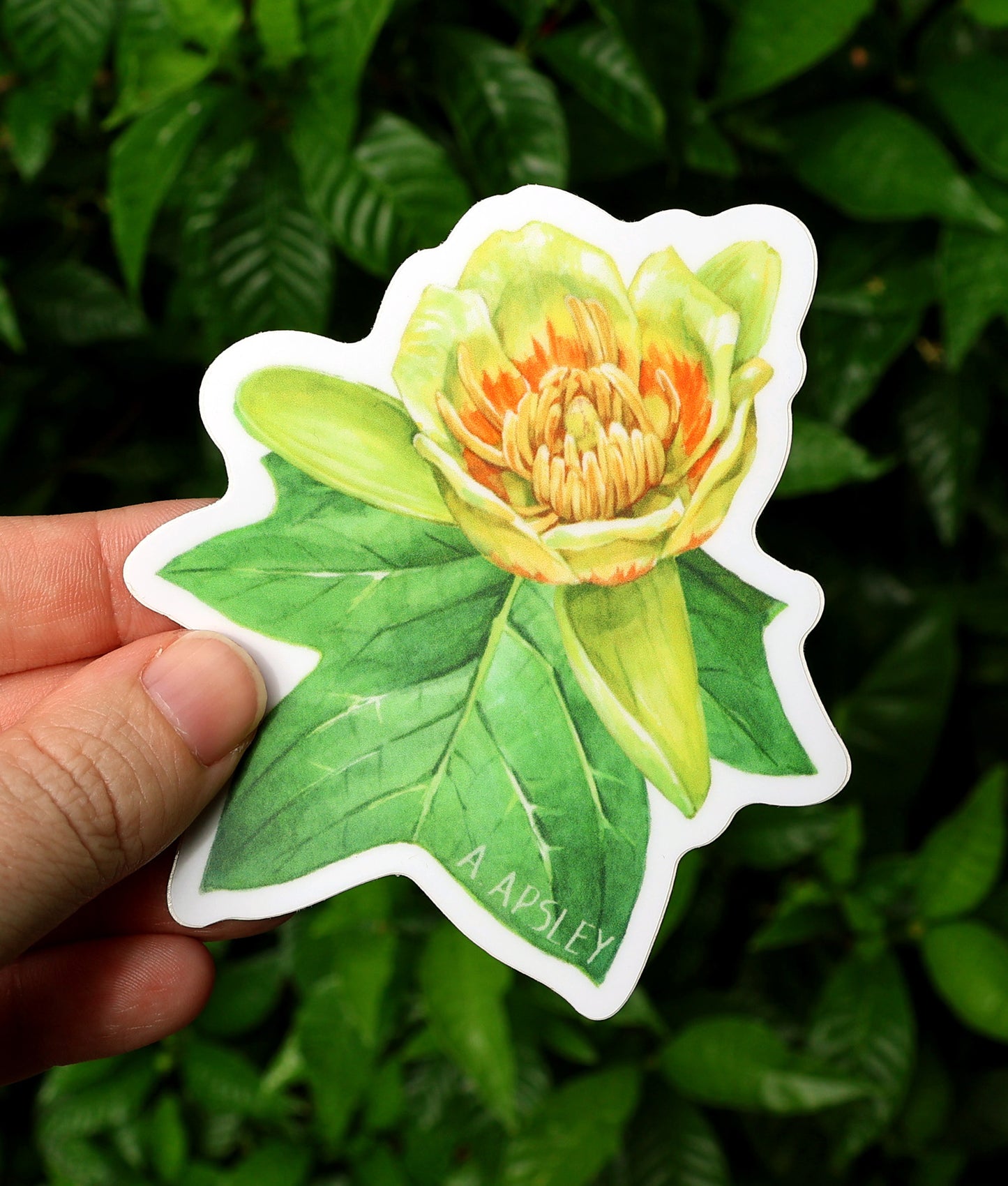 Tulip Poplar Sticker