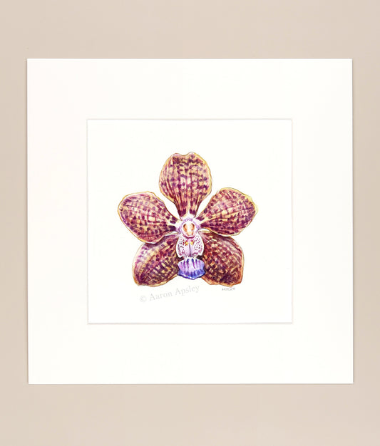 Vanda Mimi Palmer - Original Watercolor
