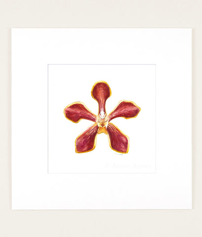 Vanda mariae - Original Watercolor