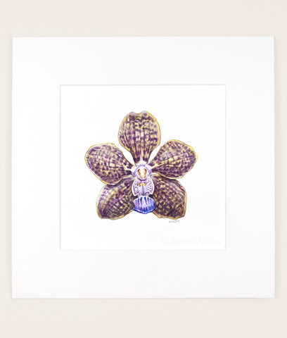 Vanda Mimi Palmer - Original Watercolor