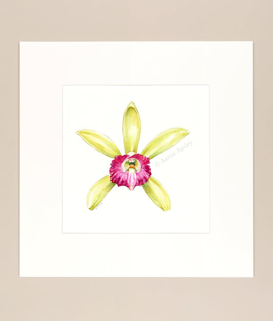 Vanilla dilloniana - Original Watercolor