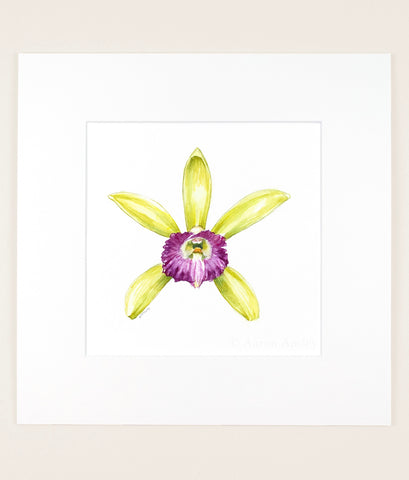 Vanilla dilloniana - Original Watercolor