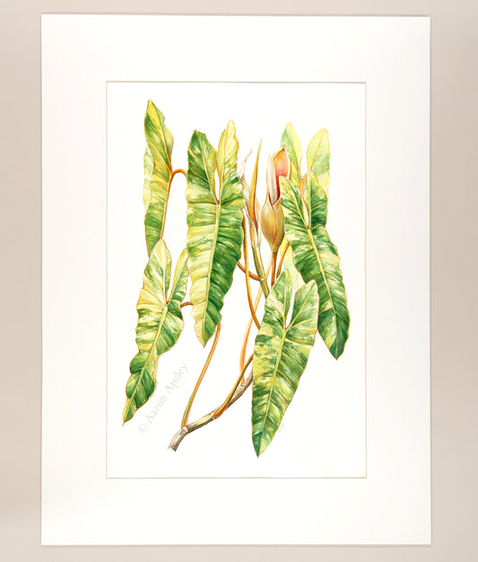 Philodendron billietiae 'Variegata' - Original Watercolor