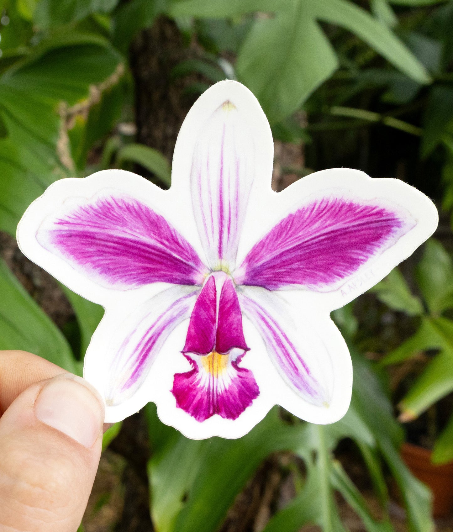 Cattleya violacea Sticker