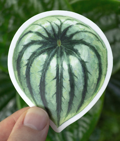 Peperomia argyreia (Watermelon) Sticker