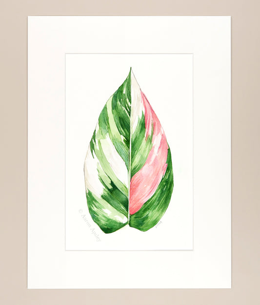 Philodendron ‘White Princess’ - Original Watercolor