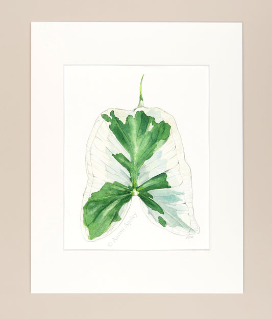 Xanthosoma sagittifolium - Original Watercolor
