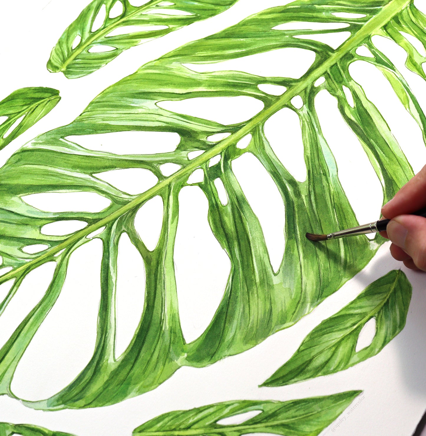 Monstera adansonii - Original Watercolor