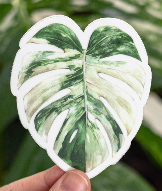 Albo Monstera Sticker