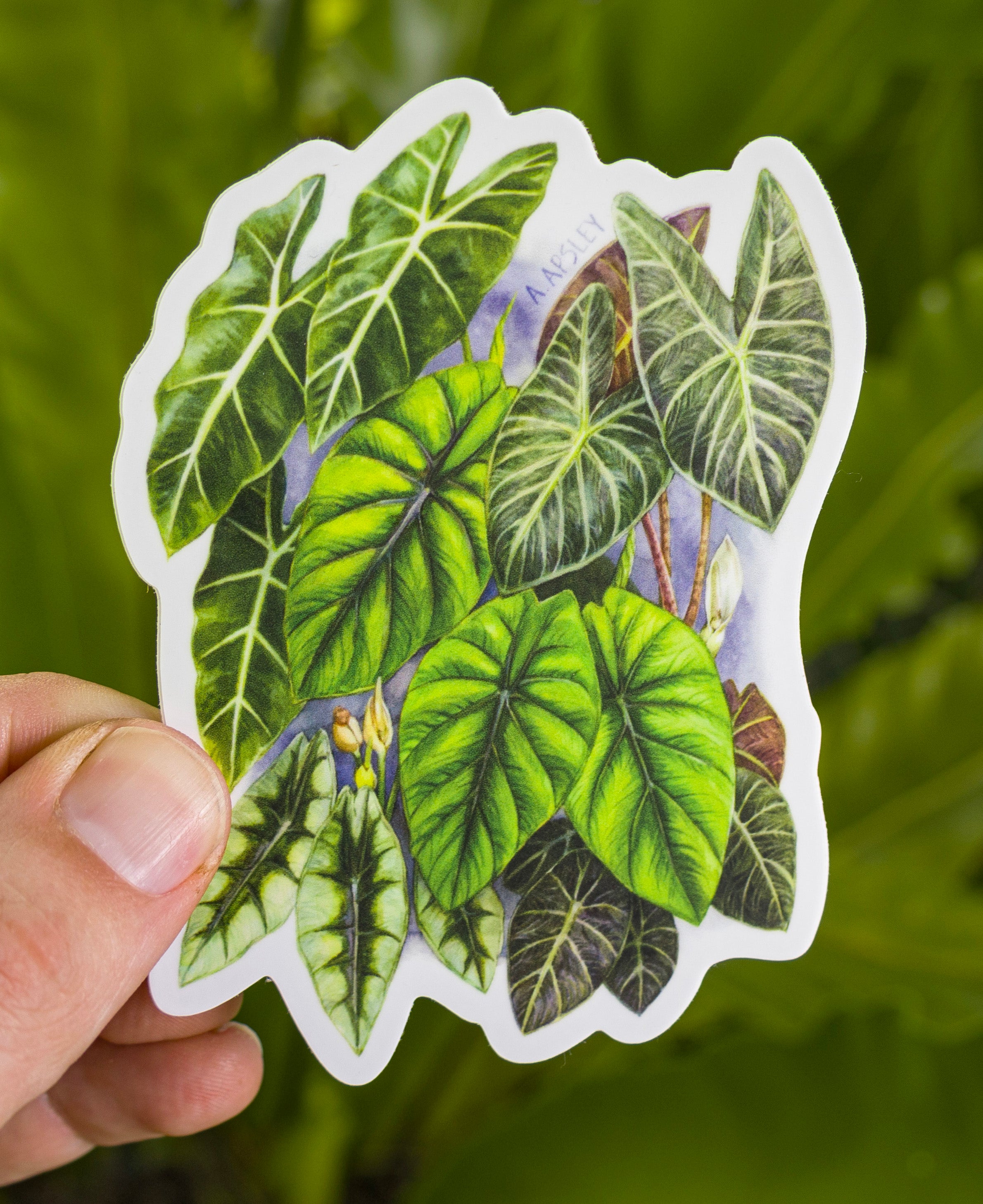 Alocasia Sticker – Aaron Apsley Artwork