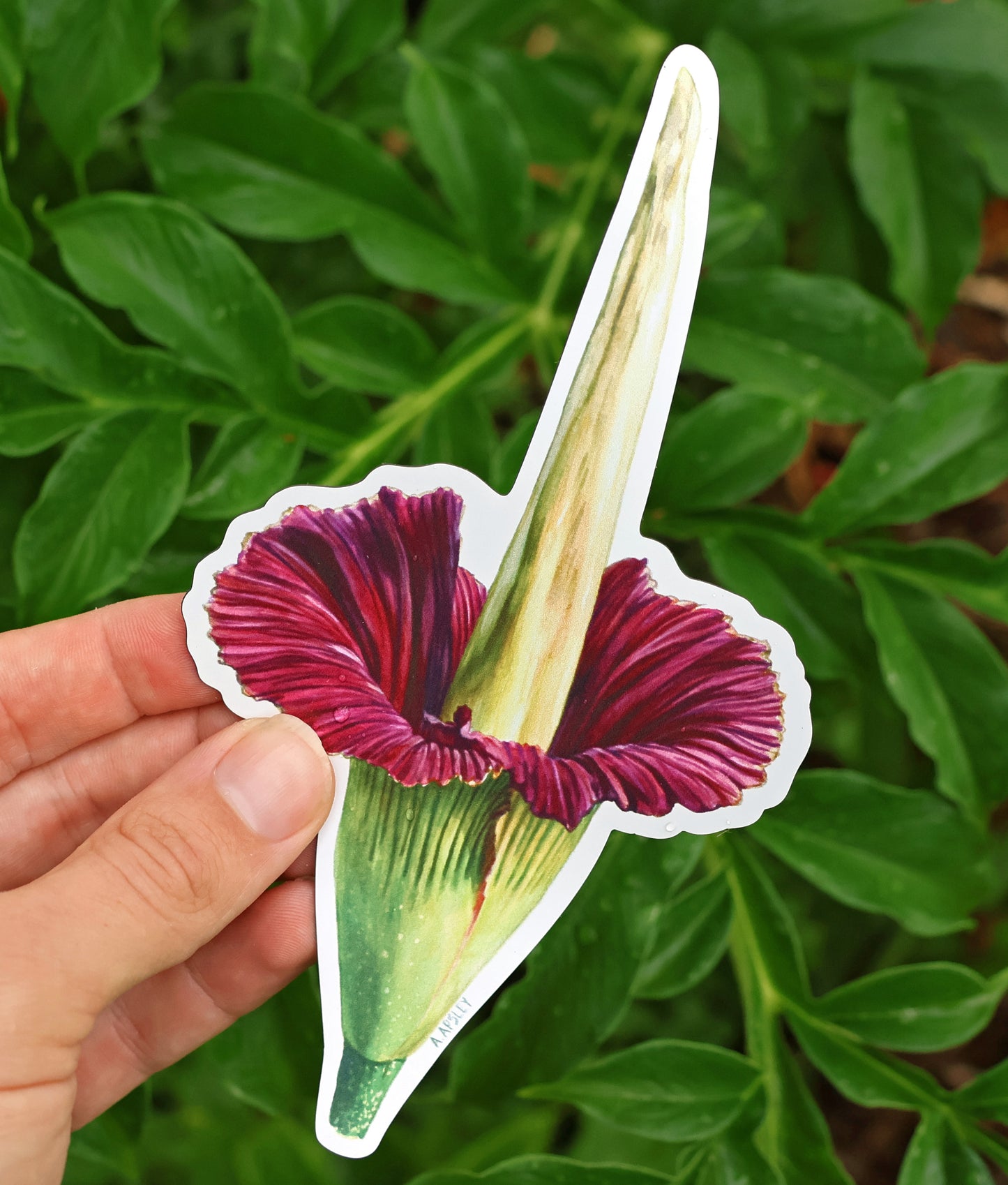 Corpse Flower Magnet