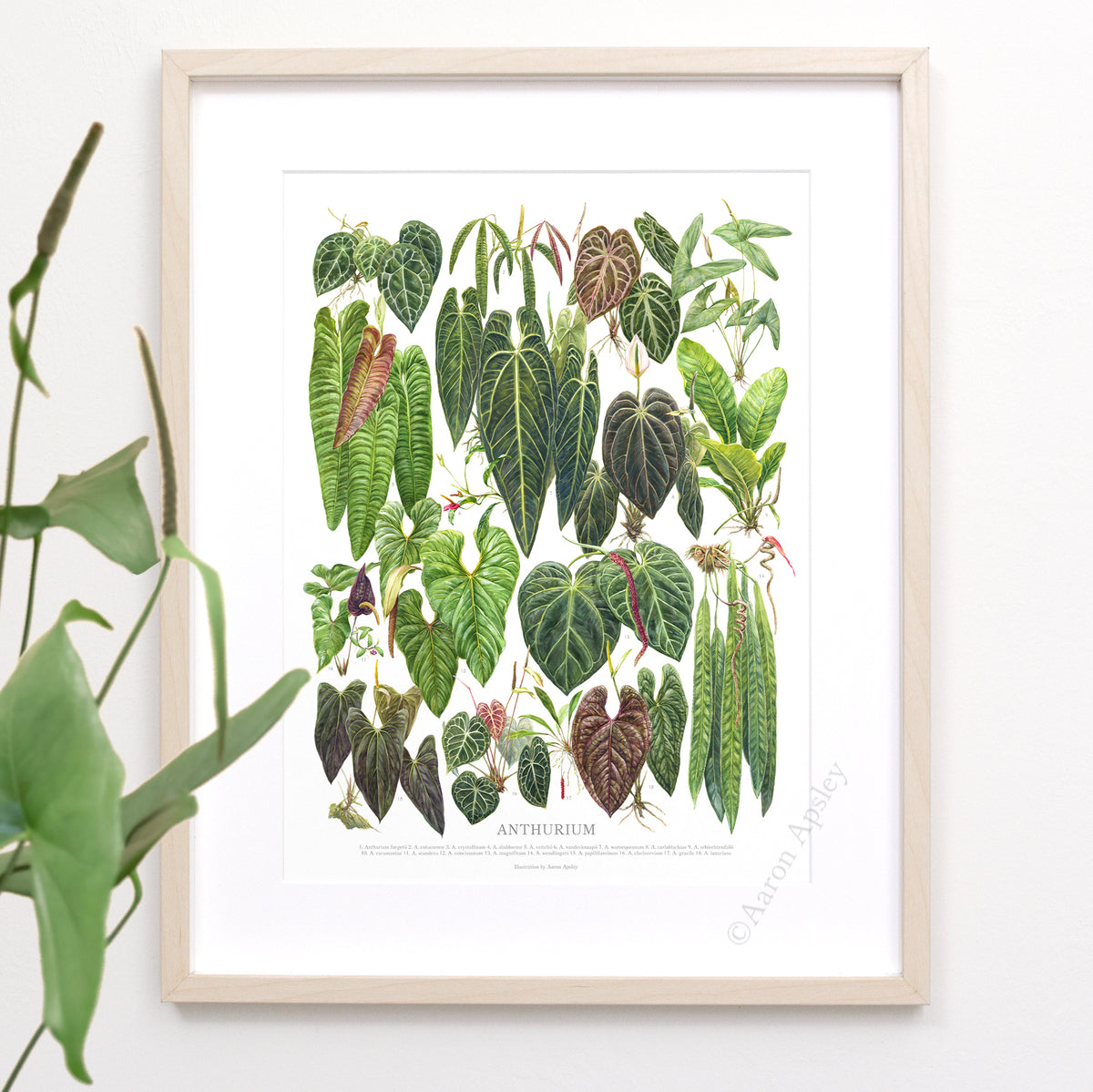 Anthurium Species Print