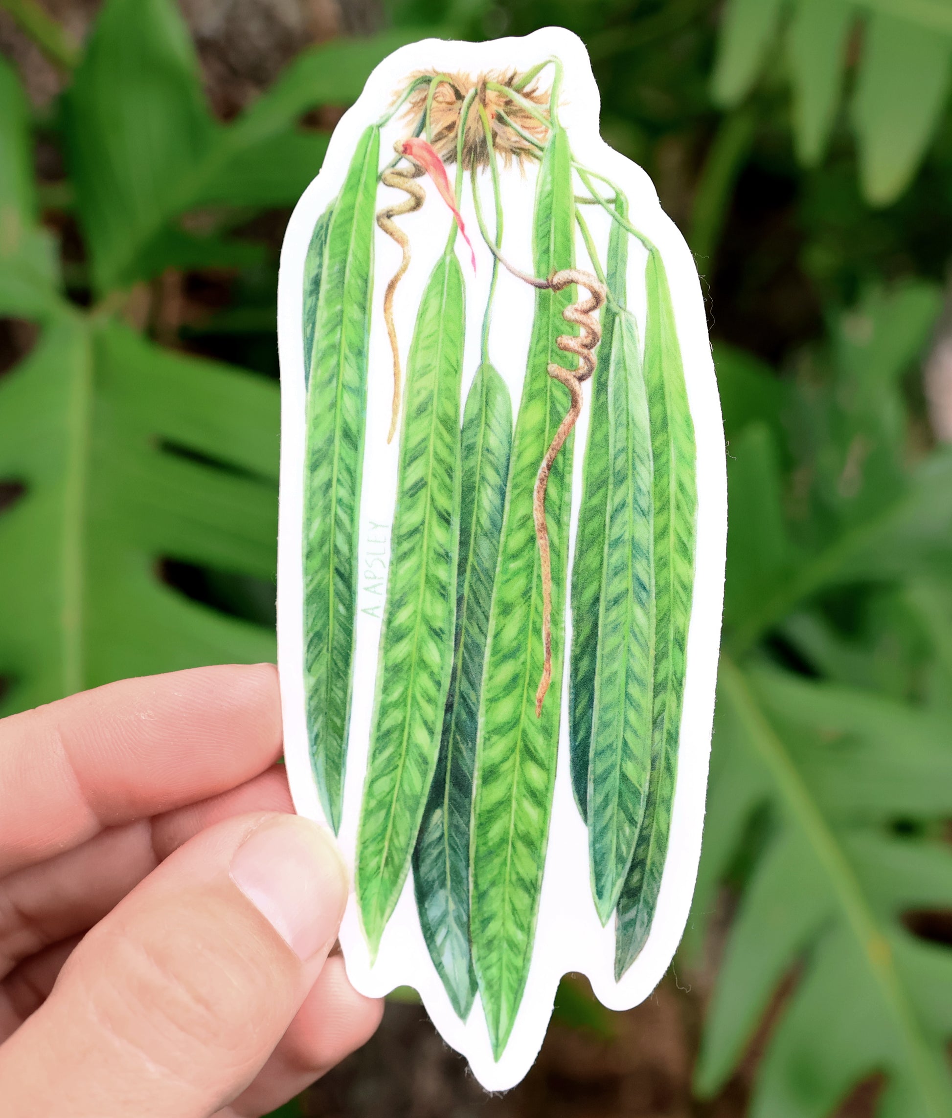wendlingeri anthurium Anthurium wendlingeri Sticker